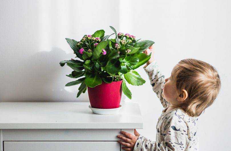 Комнатные цветы для детей, влияние цветов на детей