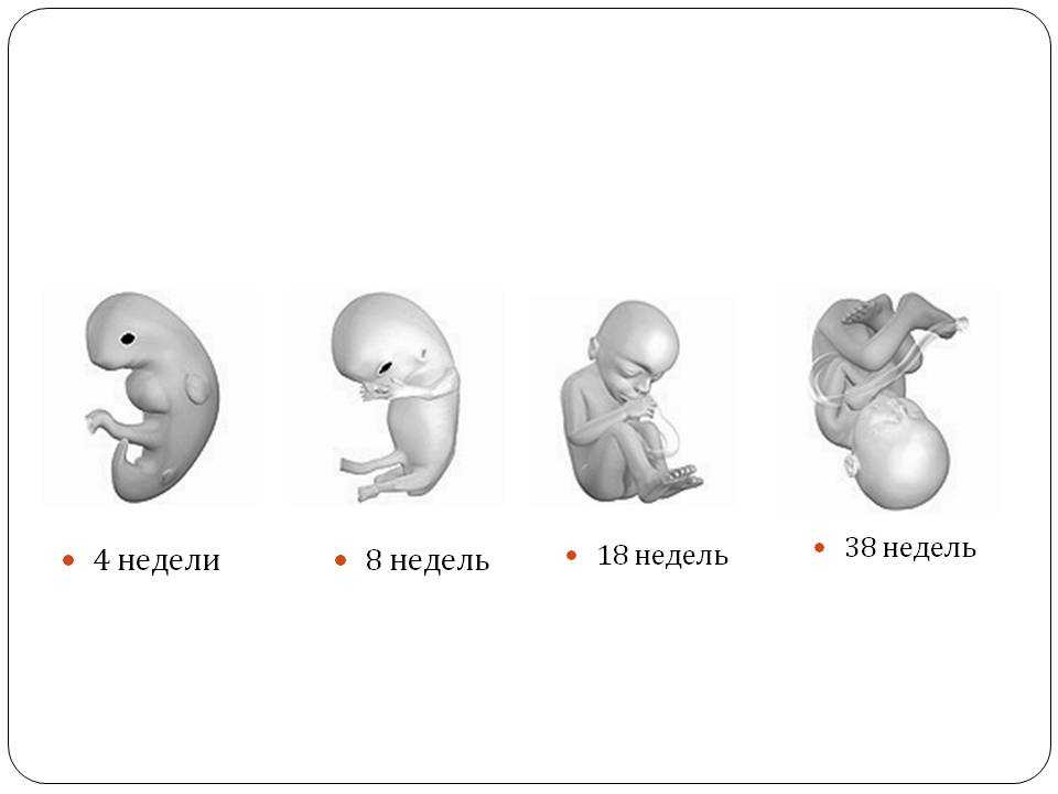 Что происходит на 8 неделе. Размер эмбриона на 8 неделе беременности. Размер плода на 8 неделе беременности. Размер эмбриона на 7-8 неделе беременности. Размер ребёнка в 8 недель беременности.