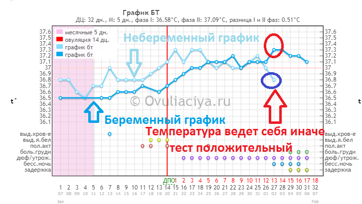 График базальной температуры с расшифровкой: как измерить бт правильно, какой она должна быть в норме, о чем говорит бт 37, какой нужен термометр