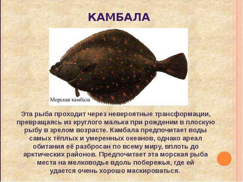 Камбала относится к рыбам. Морская камбала камбаловые. Морская камбала среда обитания. Плоская рыба. Рыба камбала краткая информация.