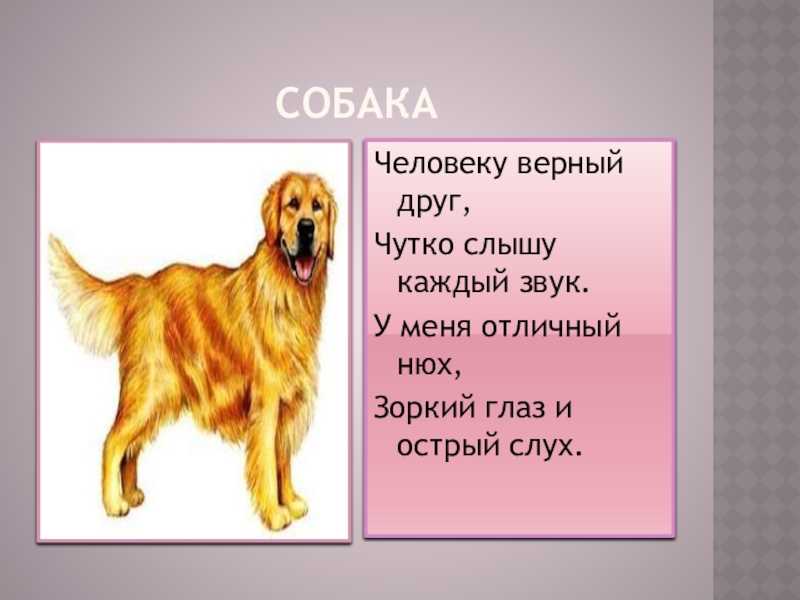 Текст собака для детей