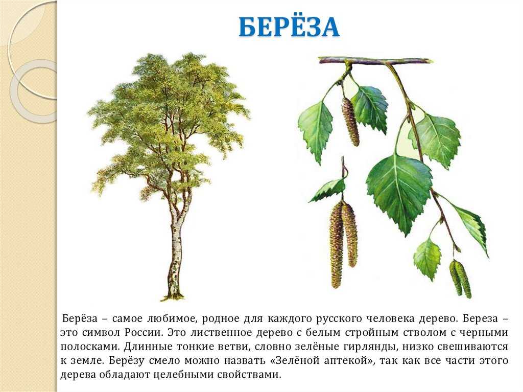 Береза бородавчатая рисунок