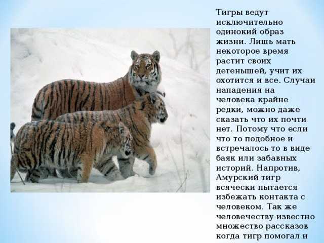 Как звери учат своих детенышей охотиться? - mnogo-krolikov.ru