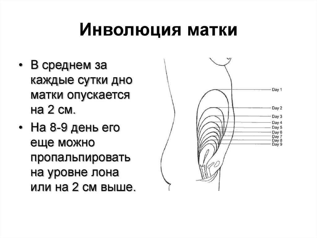 Расположение матки по неделям беременности в картинках