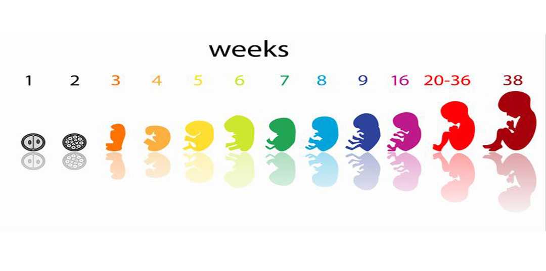 9 недель беременности размер плода
