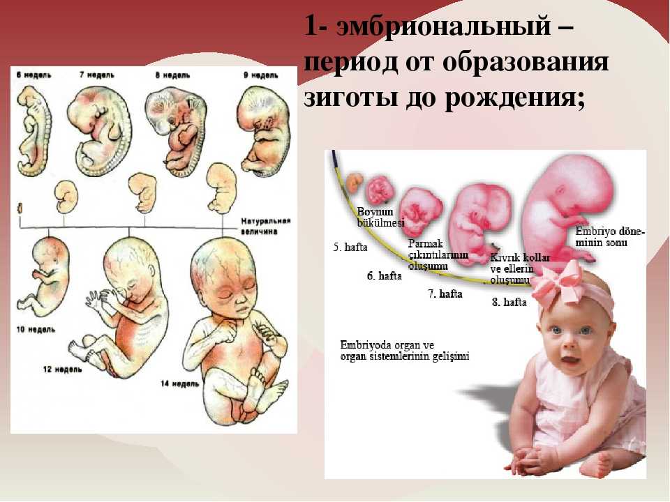 Развитие после рождения таблица. Эмбриональное развитие от зиготы до рождения. Онтогенез развития плода человека. Внутриутробный онтогенез схема. Периоды развития эмбриона человека.