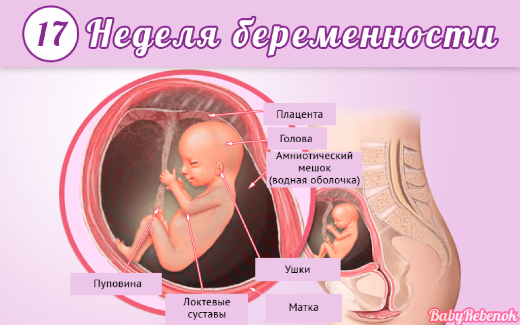 17 недель беременности сколько месяцев фото живота