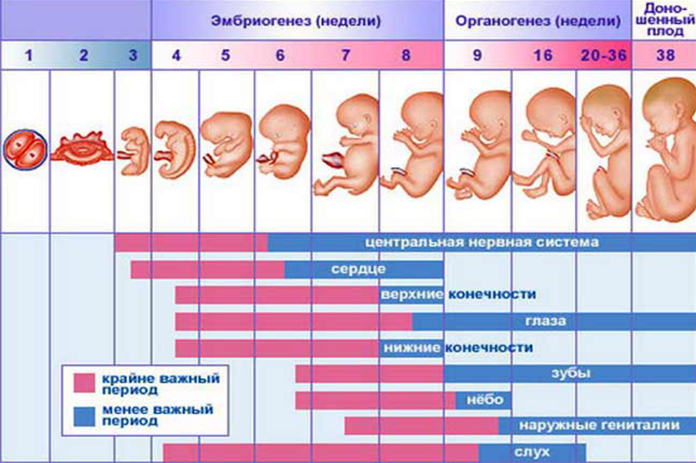 Начала 38 недели беременности. Стадии развития плода по неделям. Развитие плода по неделям в картинках. Стадии развития ребенка в утробе. Как выглядит ребёнок в животе по неделям.