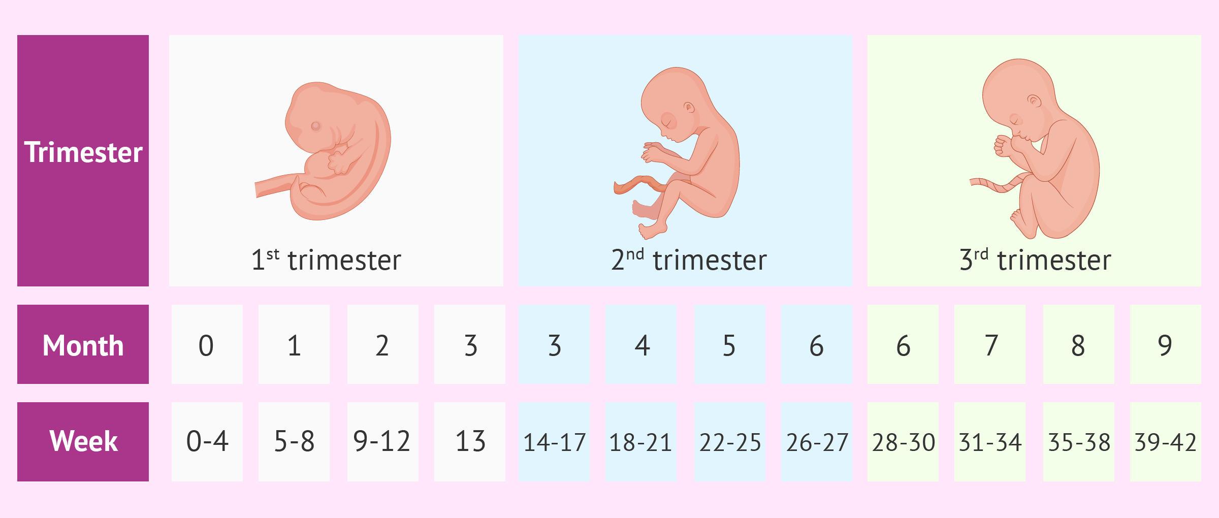 Развитие ребенка по неделям беременности — что происходит с эмбрионом | аборт в спб