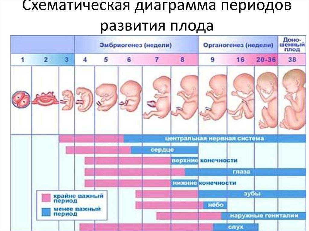 Развитие беременности - по неделям от зачатия до родов