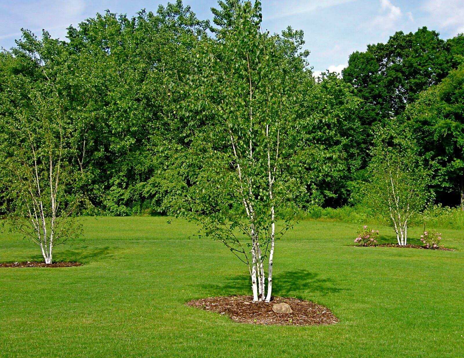 Дерево береза. Береза бумажная Betula papyrifera. Берёза повислая крупномер. Береза повислая многоствольная. Берёза бумажная (лат. Betula papyrifera).