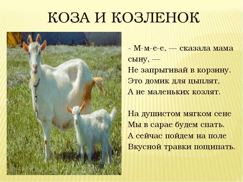 Пословицы и поговорки о домашних 
			животных