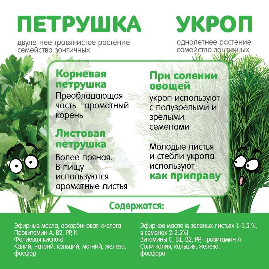 Что лечат семена укропа: лечебные свойства, противопоказания, как применять, отзывы