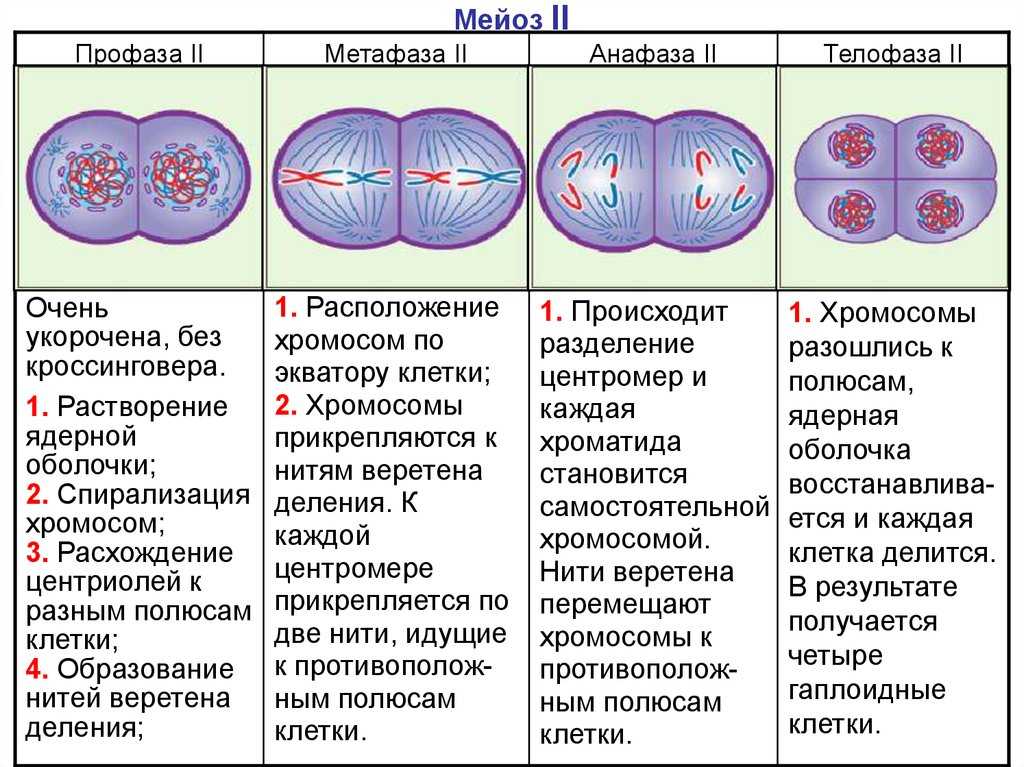 Мейотическое деление схема