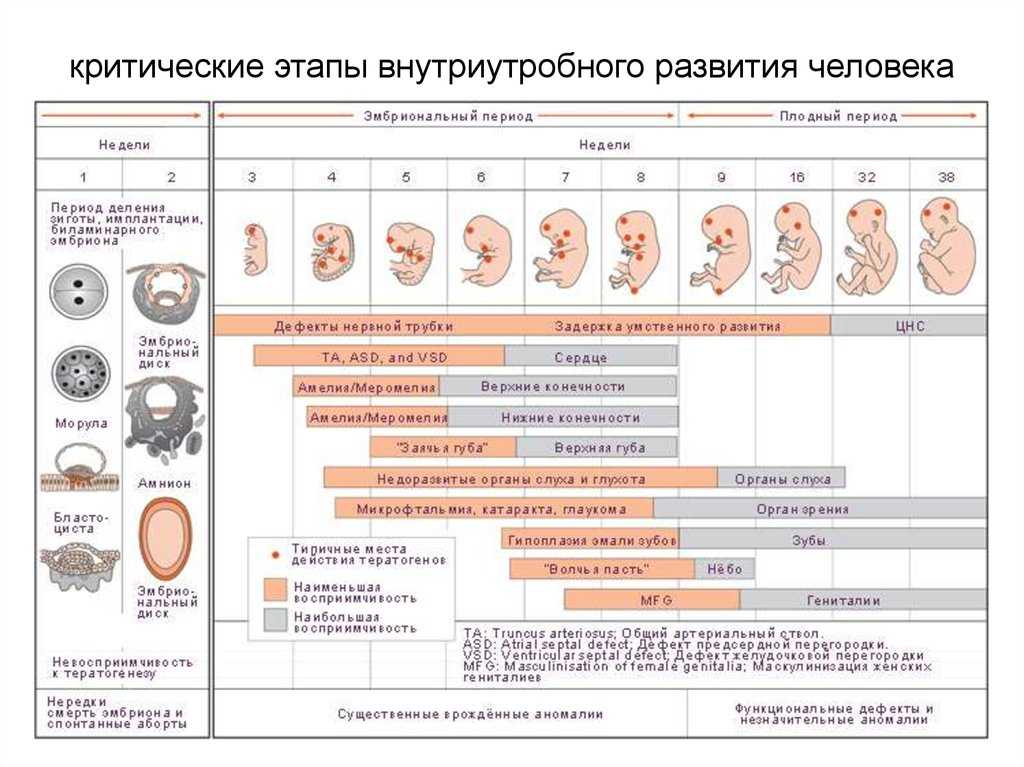 *§ 35—1. онтогенез человека. эмбриональное развитие человека