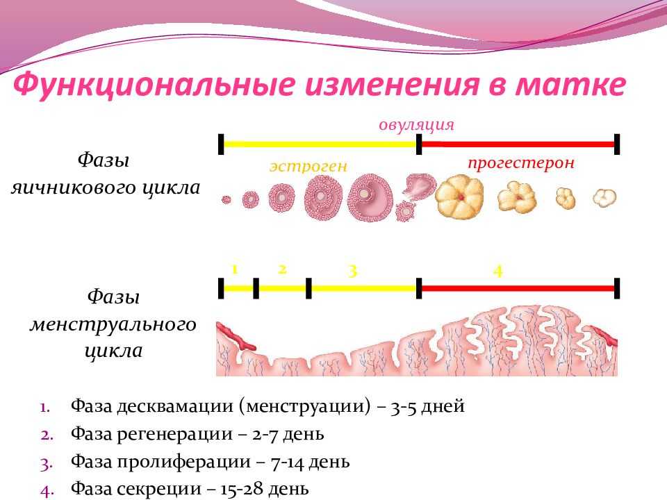4 5 день цикла. Маточный цикл фазы схема. Фазы яичникового и маточного циклов. Фаза менструационного цикла фаза секреции. Маточный цикл 4 фазы.