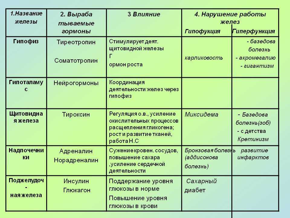 Гипоталамус гормон роста биосинтез белка рост организма схема