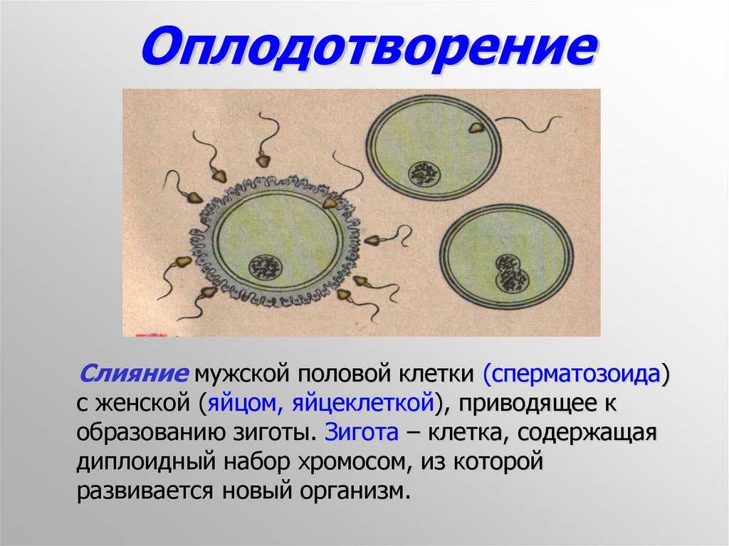 3 тип оплодотворения. Схема оплодотворения. Половое размножение животных. Оплодотворение клетки. Оплодотворение клетки схема.