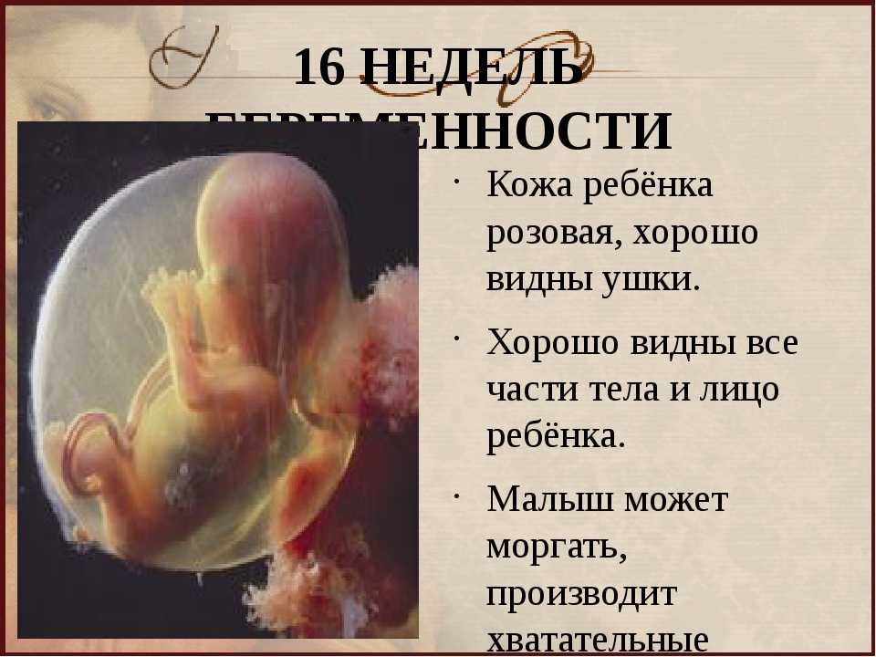 Календарь беременности по неделям с фото плода и описание