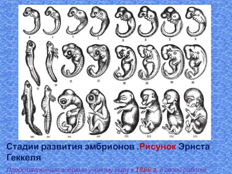 Развитие ребенка по неделям беременности — что происходит с эмбрионом | аборт в спб