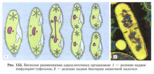 Рассмотрите рисунок на котором изображен важный процесс в жизни