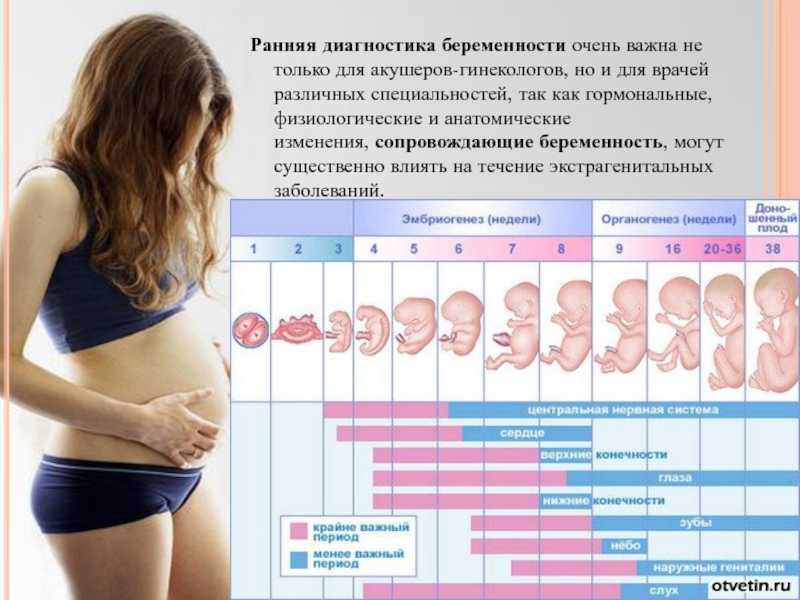 Признаки беременности - на ранних сроках и до задержки