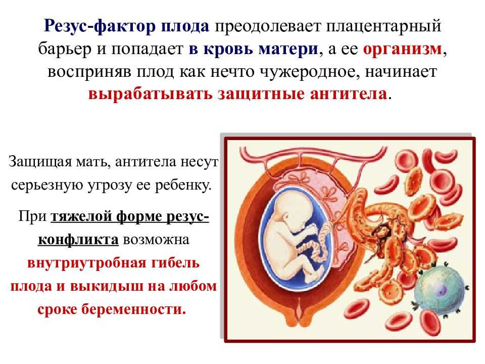 Резус фактор крови при беременности. Конфликтные резус-факторы крови. Резус-фактор крови положительный.