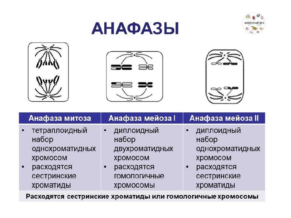 Картинки митоза и мейоза как на егэ