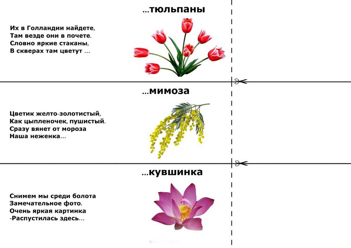 Презентация загадки про цветы с ответами и картинками