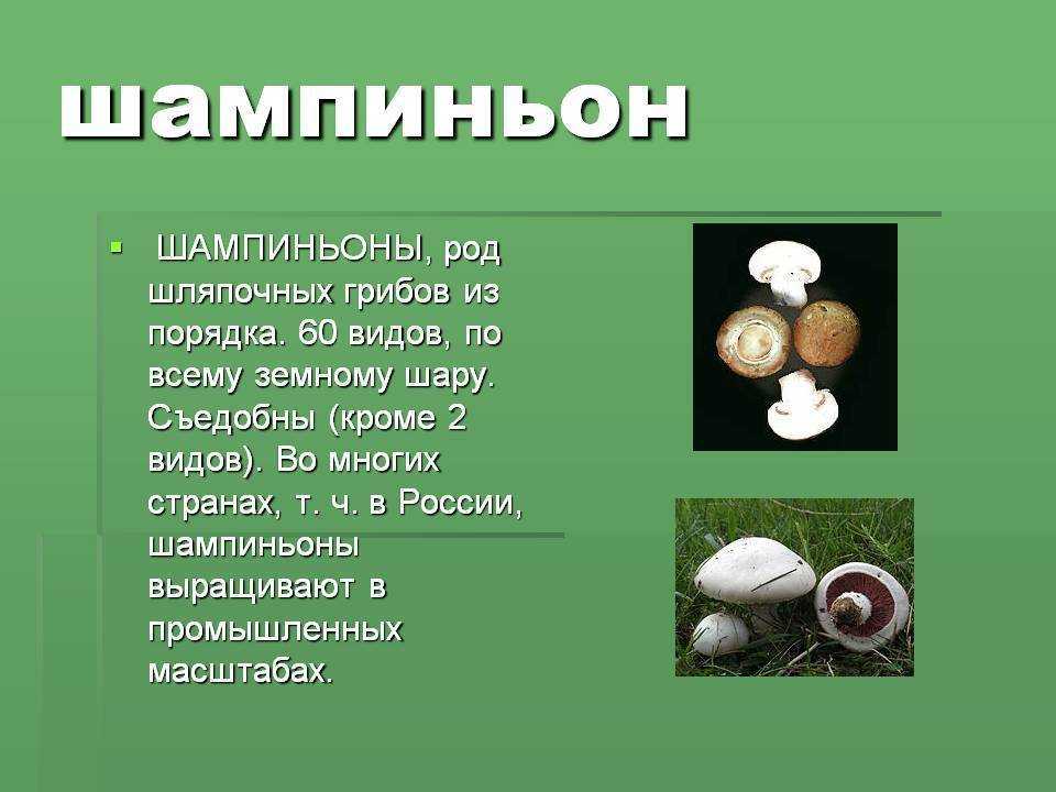 Шампиньон описание. Сообщение про гриб шампиньон 5 класс биология. Сообщение о шампиньоне. Доклад про гриб шампиньон. Информация о шампиньонах.