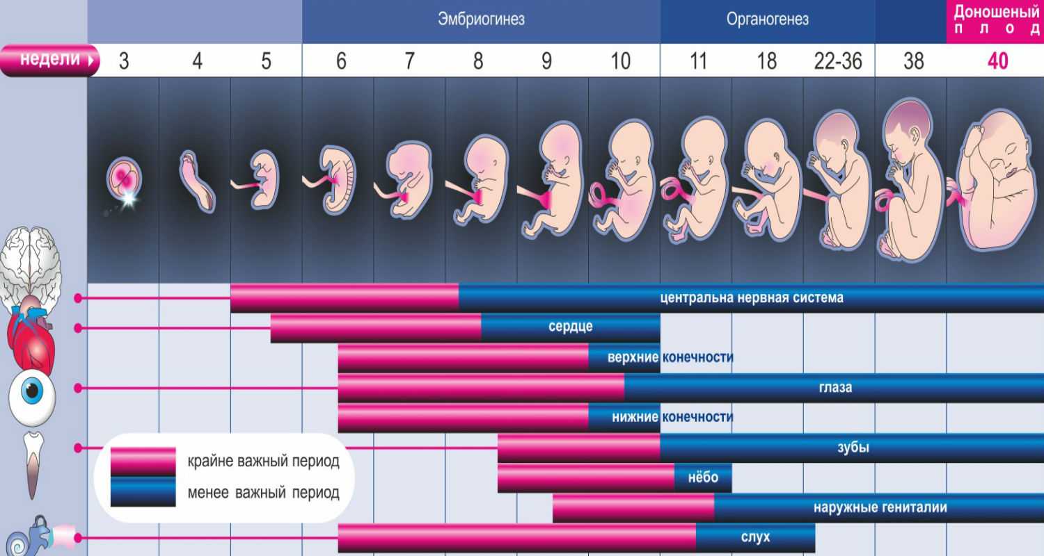Развитие плода: гаструляция, эмбриональный период | eurolab | гинекология