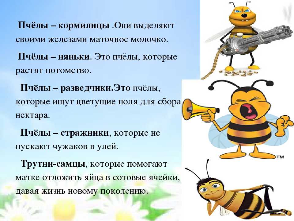 Какое значение у изображения пчелы