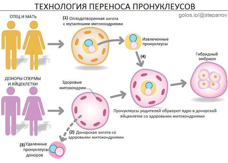 Найти донора яйцеклетки с фото