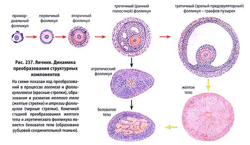 Яйцеклетки образуются. Строение желтого тела яичника гистология. Атретический фолликул строение. Строение третичного фолликула яичника. Строение третичного фолликула гистология.