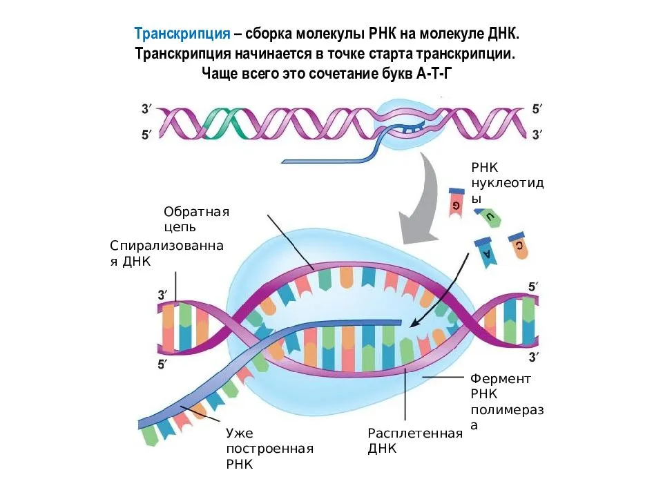 Молекулы рнк образуются. Транскрипция ДНК И РНК. Процесс транскрипции в биологии. Процесс транскрипции молекулы ДНК. Транскрипция РНК схема.