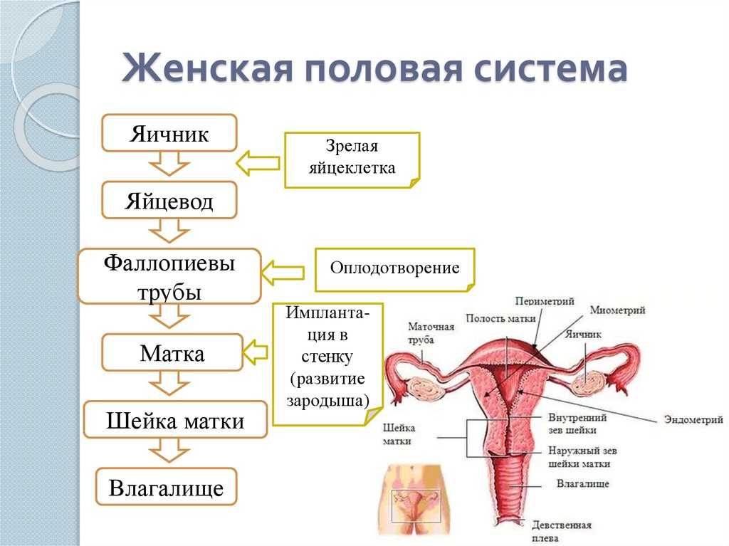 Анатомия и физиология мужчины. Системы органов схема половая. Женская половая/система строение схема. Анатомия и физиология репродуктивной системы женщины.