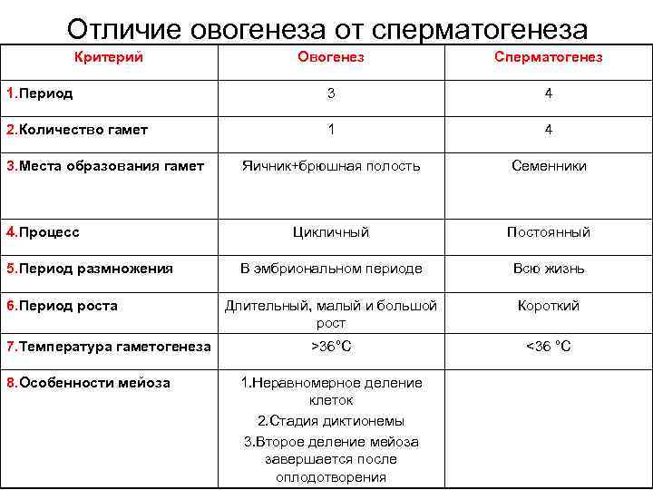 Сравнительная характеристика сперматогенеза