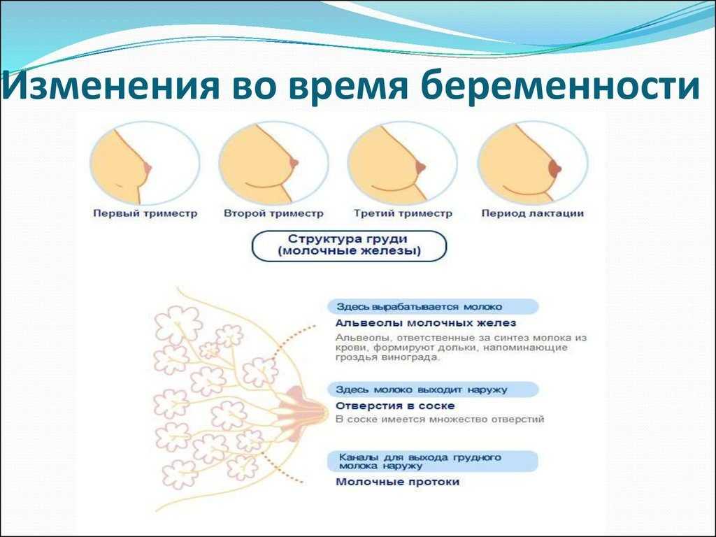 Изменения груди во время беременности