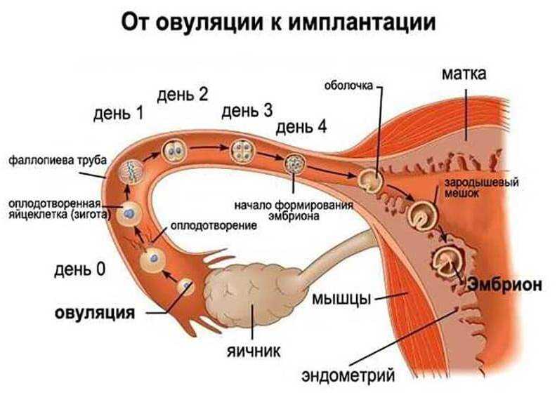 Овуляция зачатие признаки. Этапы оплодотворения яйцеклетки у человека по дням. Оплодотворение в маточной трубе. Путь яйцеклетки в матку схема. Путь оплодотворенной яйцеклетки в матку по дням.