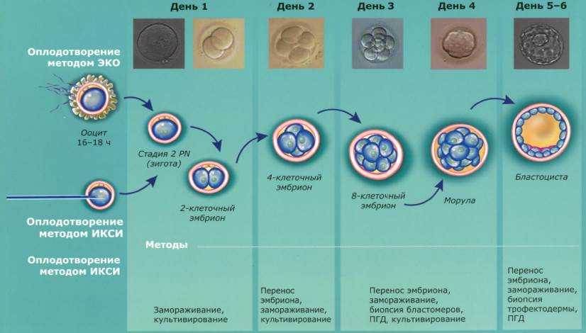 Что стоит знать об имплантации эмбриона после эко