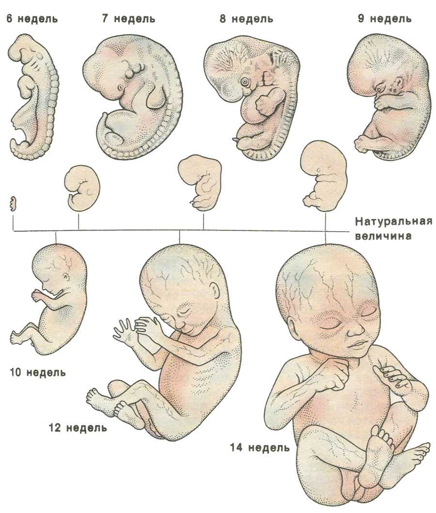 Развитие человеческого эмбриона по неделям фото