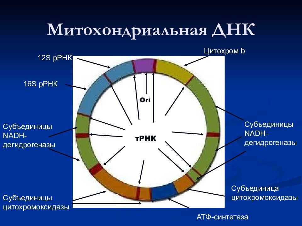 Кольцевая хромосома в митохондриях. Строение митохондриальной ДНК человека. Митохондриальная ДНК схема. Структура митохондриальной ДНК. Структура митохондриального генома.
