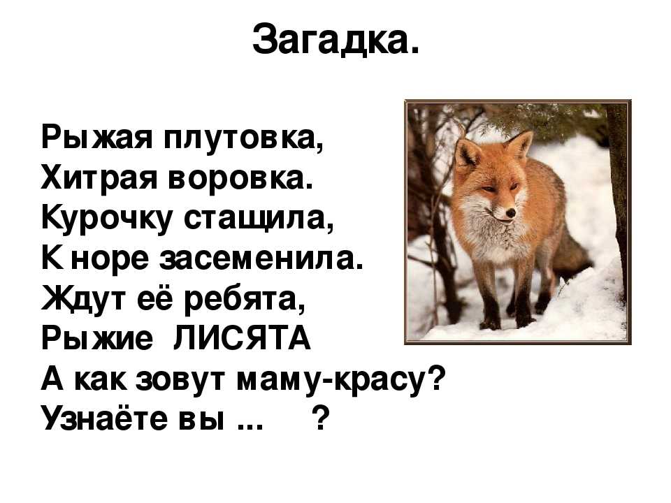 Началова загадки лисы читать. Загадка про лису. Загадка про лису для детей. Загадка про лисичку. Загадки про животных про лису.