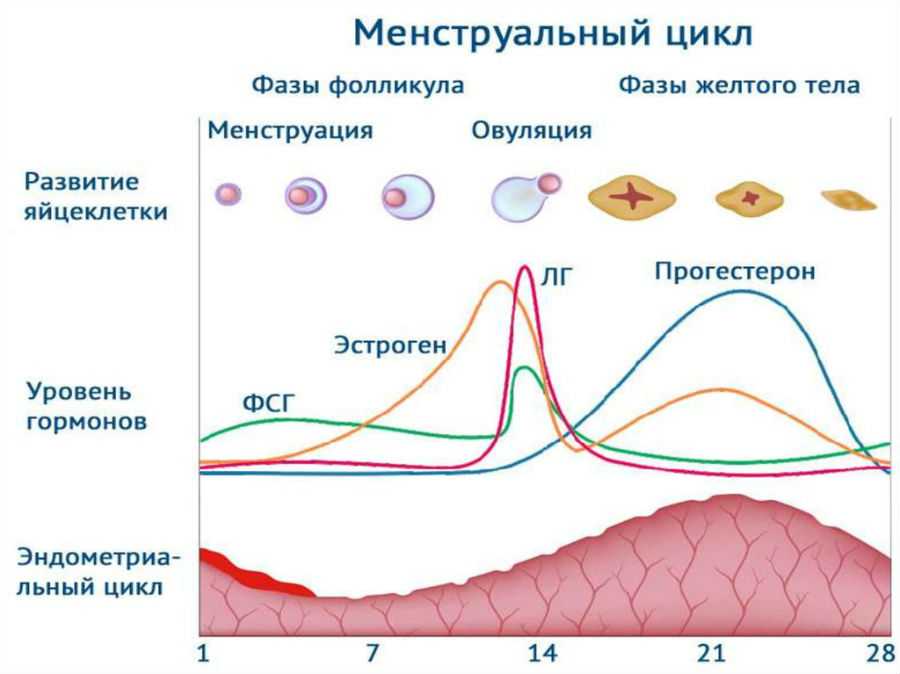 Как отличить обильные месячные от кровотечения - ответы врача