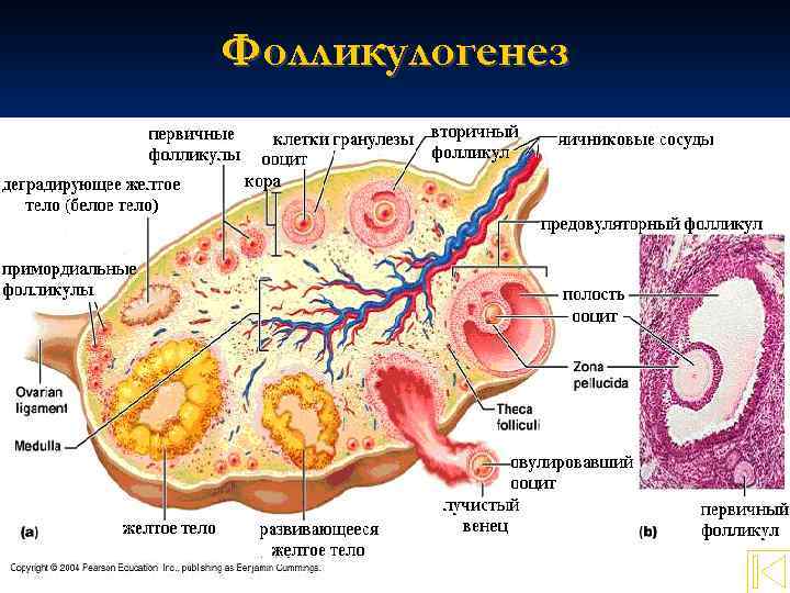 Оценка функционального резерва яичников