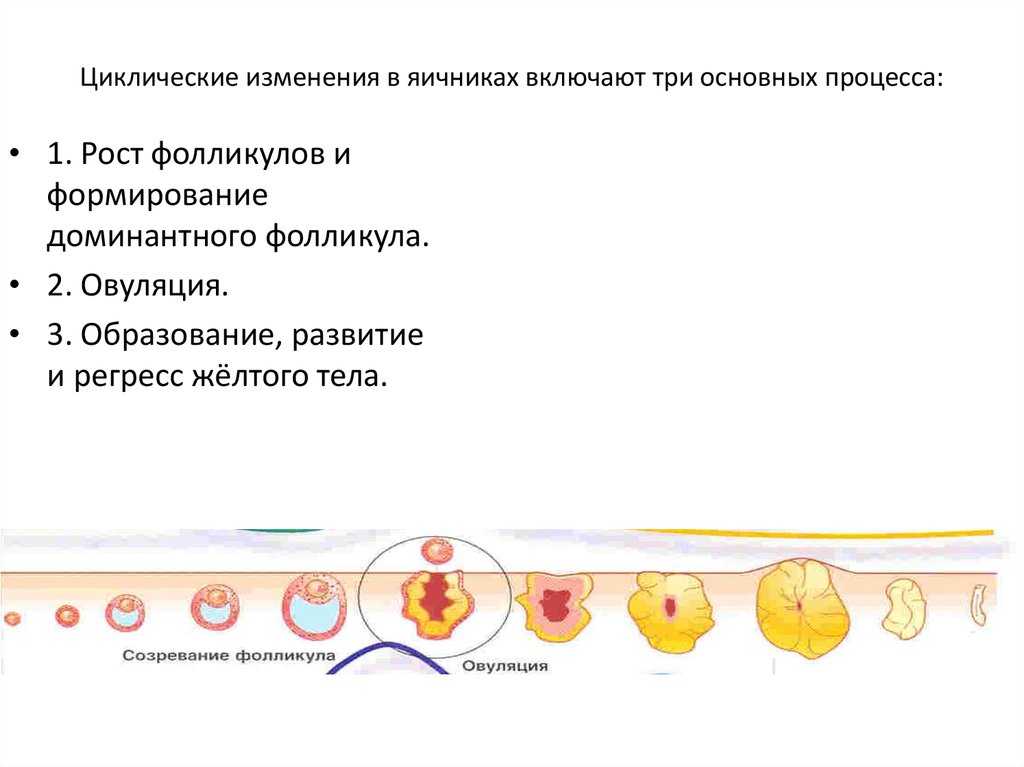 Фолликулы для зачатия. Циклические и возрастные изменения яичника. Циклические процессы в яичнике. Процессы происходящие в яичниках. Циклические изменения в яичнике.