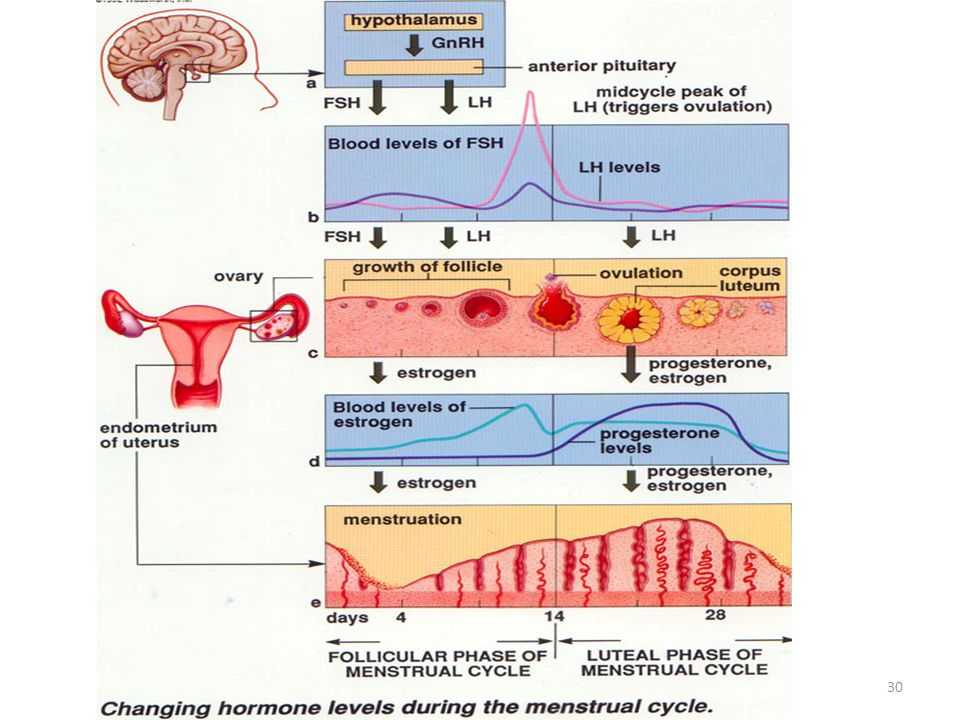 Etapa menstrual