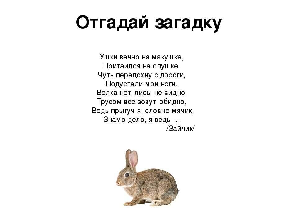 Короткие стихи про зайца (зайку, зайчика) для детей и малышей - детские стихи зайчик - стихи для детей