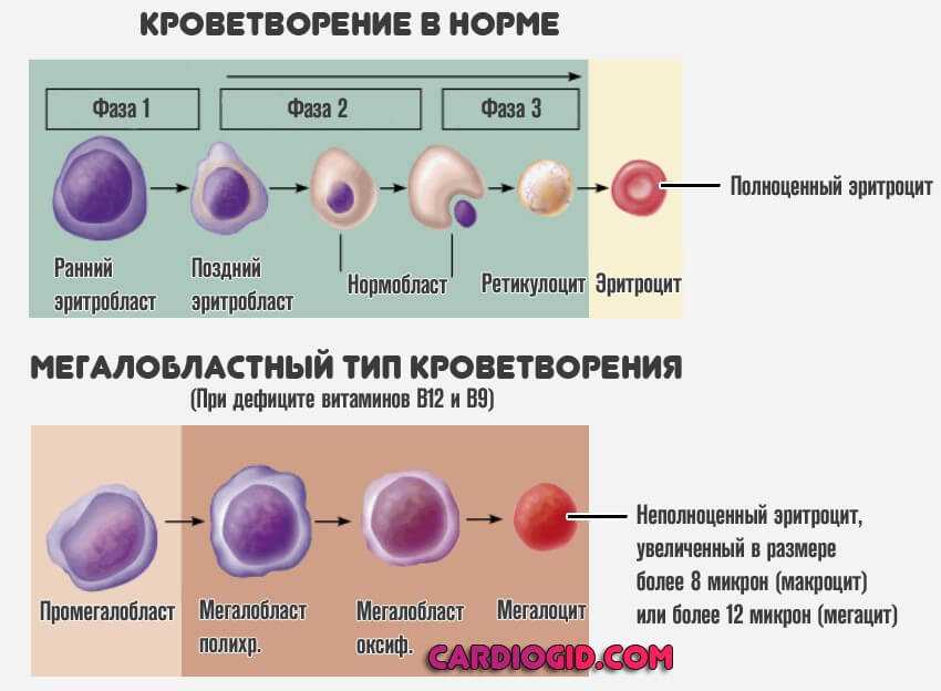 Схема образования клеток крови