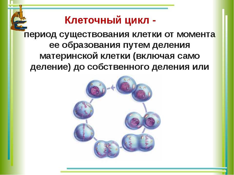 Деление и развитие клеток. Цикл деления клетки. Понятие о делении клетки. Периоды деления клетки. Задания на тему деление клеток.